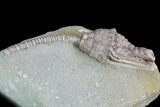 Crinoid (Macrocrinus) Fossil - Crawfordsville, Indiana #99935-2